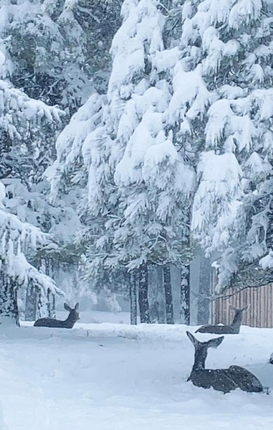 Kathys Cabin, King Bed, Hot Tub, Near-Nau & Downtown Attractions, Perfect Year-Round Mountain Getaway フラッグスタッフ エクステリア 写真